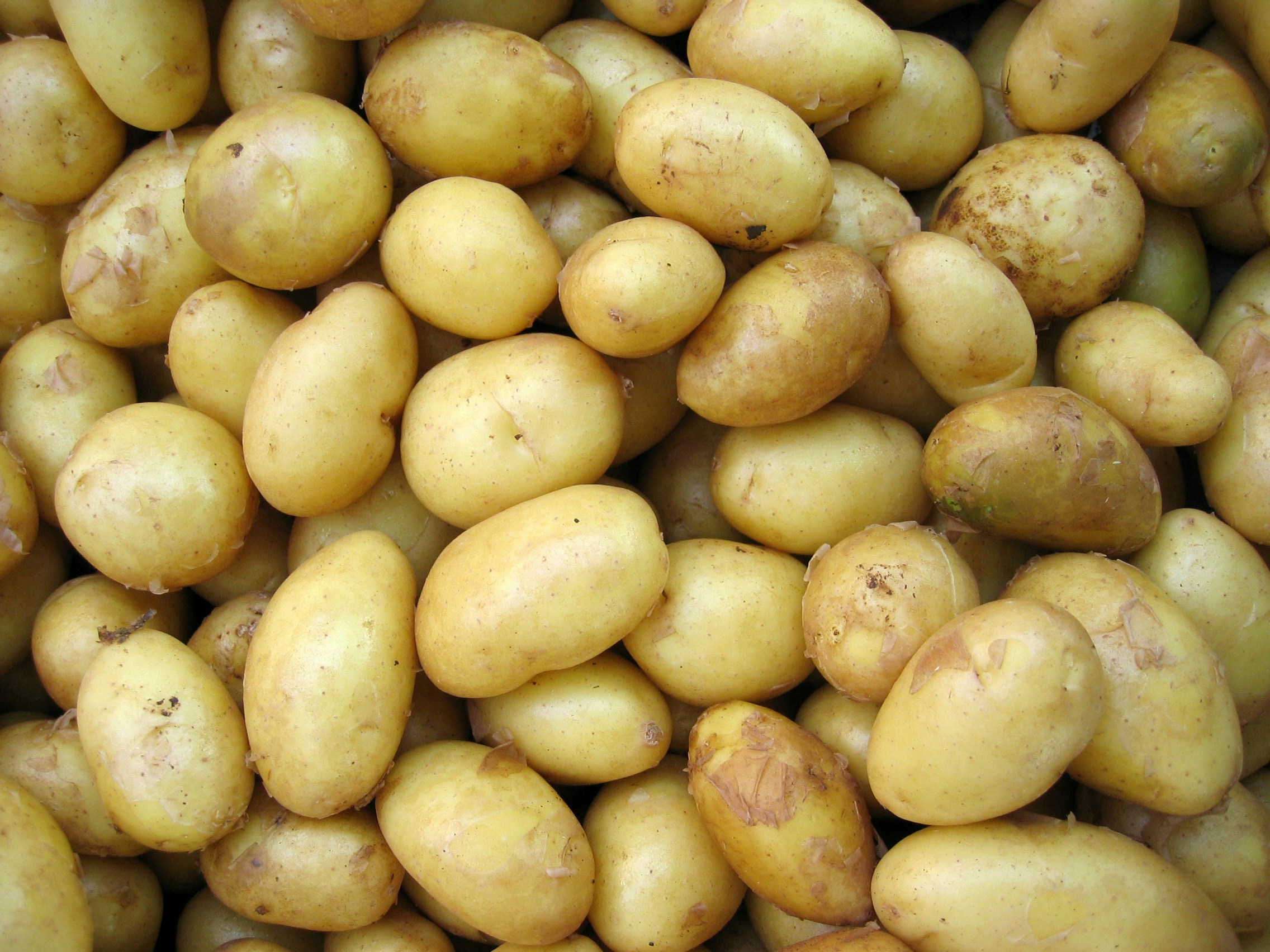 Potato Project