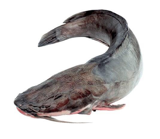 Catfish September 25